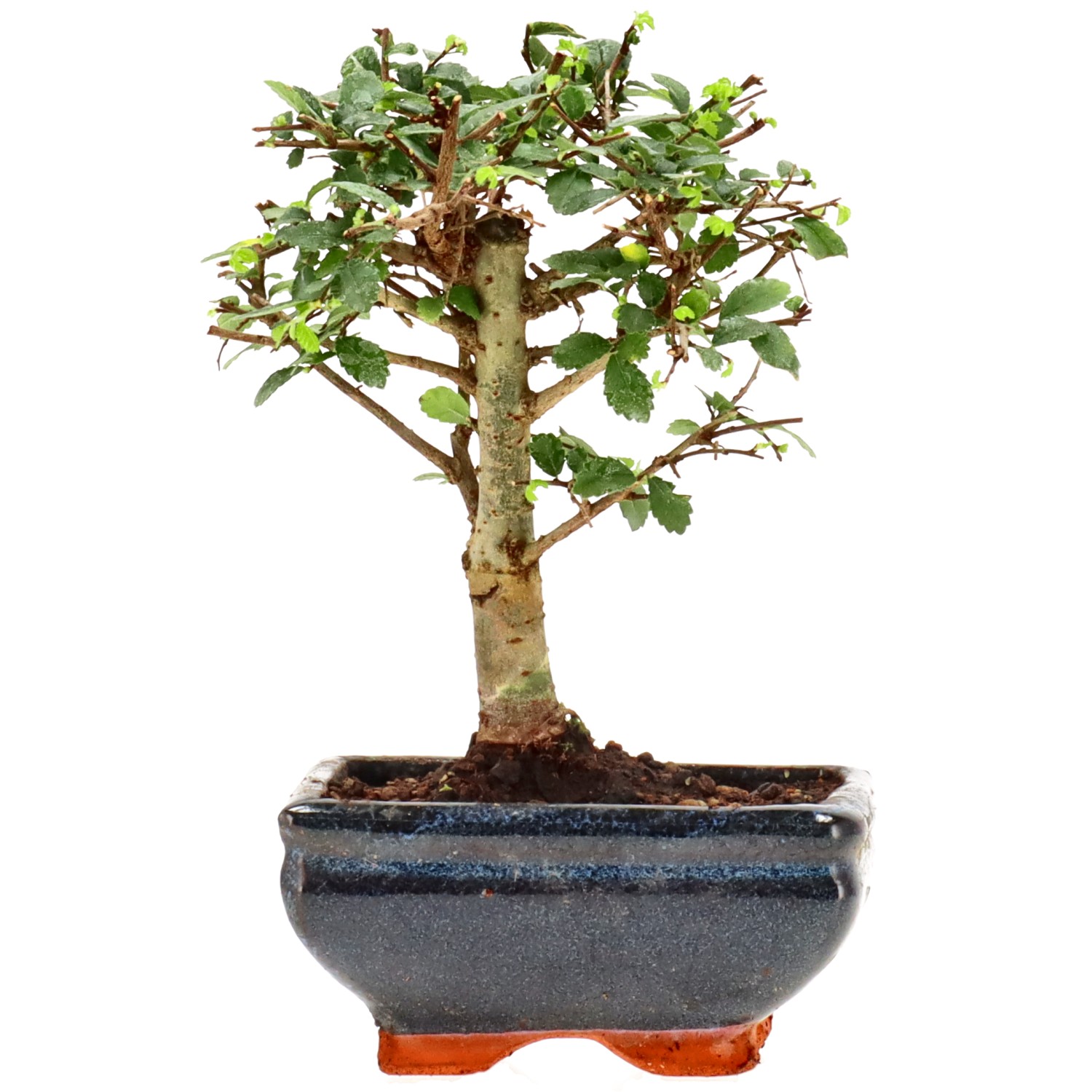 Chin. Ulme, ca. 6 J. (15 cm)