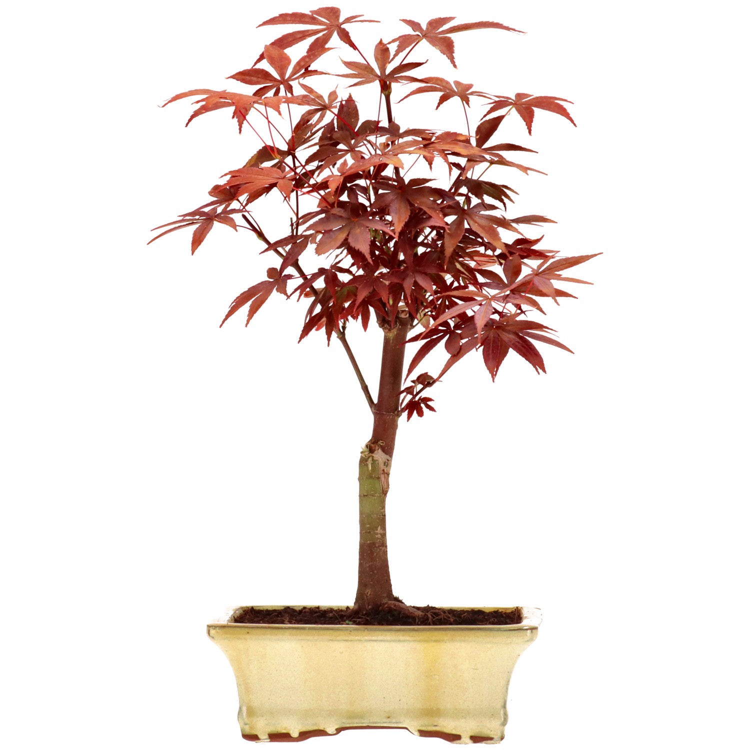 Jap. Fächerahorn (Atropurpureum), veredelt, ca. 9 J. (33 cm)