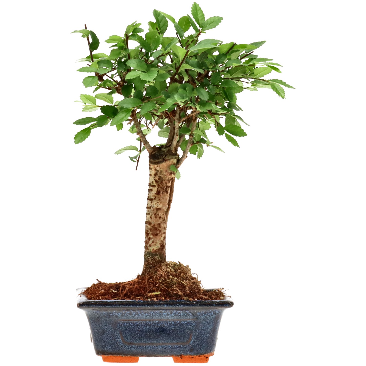 Orme de Chine, env. 6 ans (23 cm)