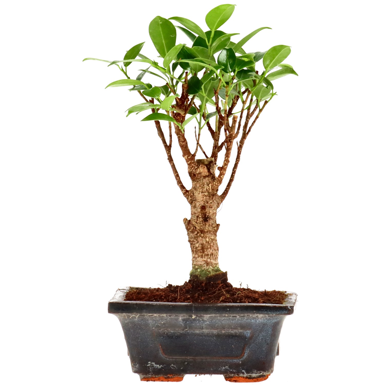 Ficus Retusa, aprox. 5 años (18 cm)