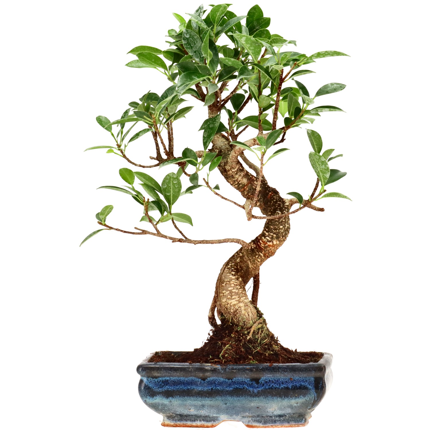 Chin. Feigenbaum (Retusa), ca. 9 J. (34 cm)