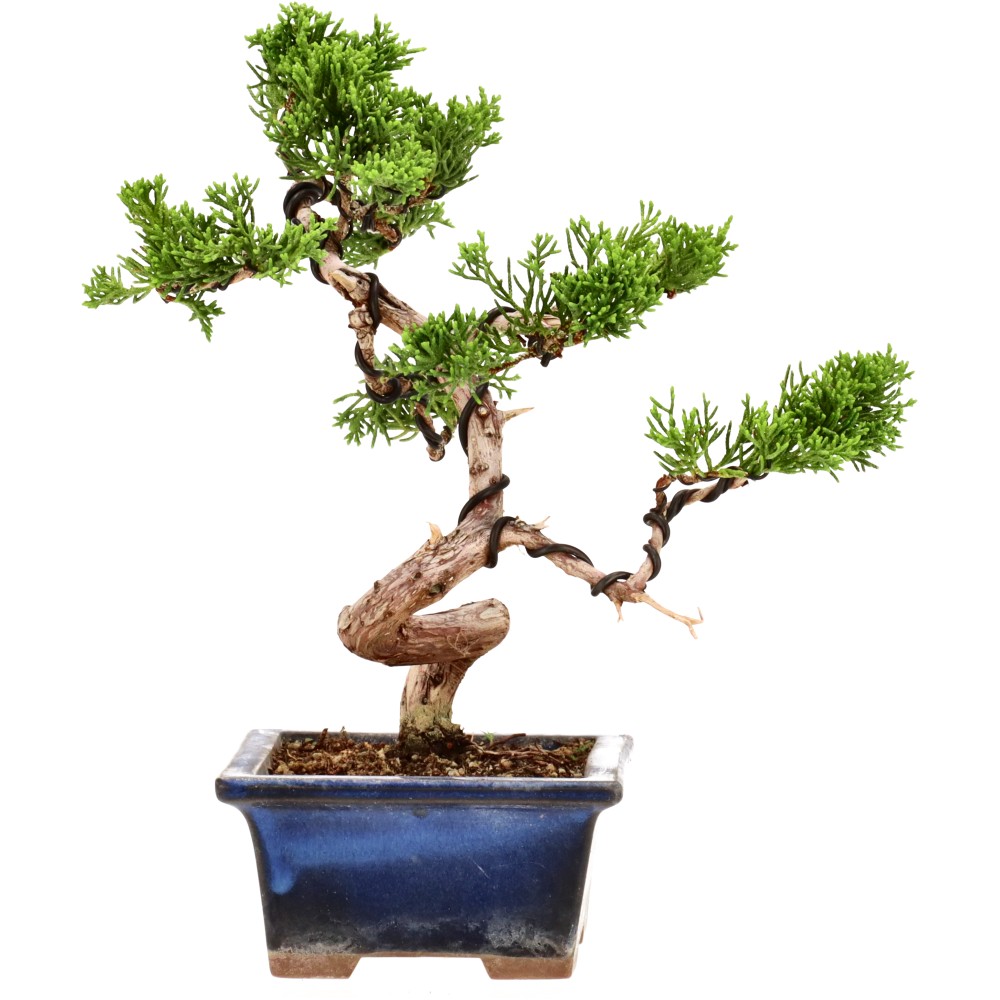 Genévrier de Chine, env. 14 ans (19 cm)