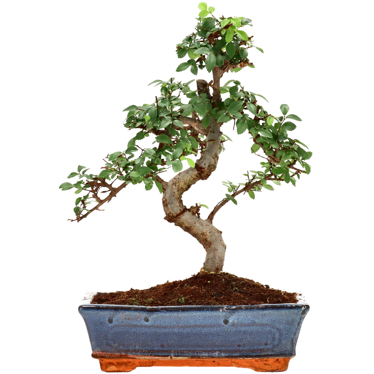 Chin. Ulme, ca. 12 J. (32 cm)