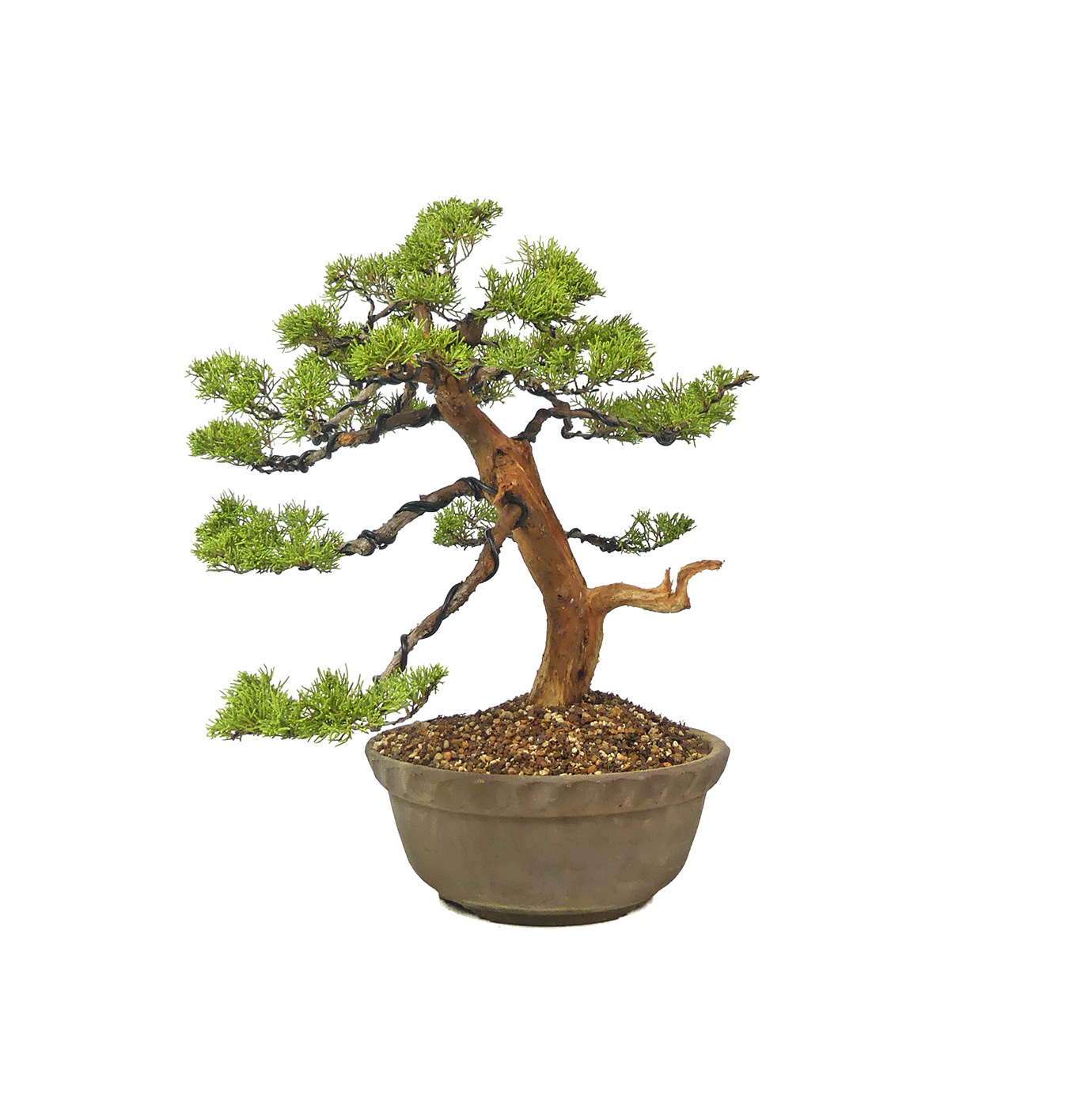 bonsai.fallbackImageTitle bonsai.fallbackImageTitle
