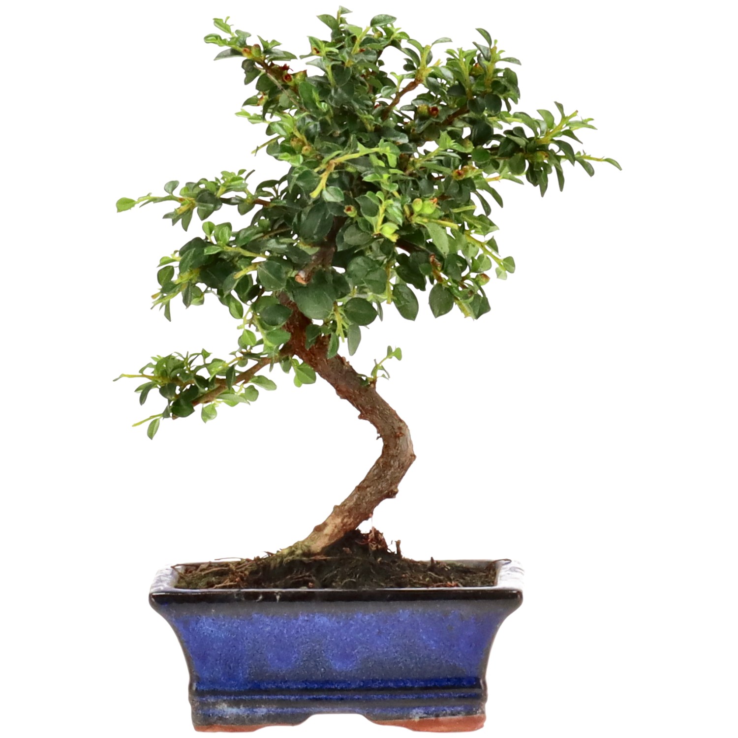 bonsai.fallbackImageTitle bonsai.fallbackImageTitle