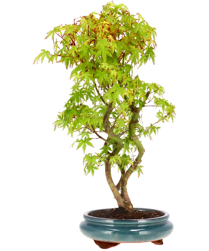 bonsai.fallbackImageTitle bonsai.fallbackImageTitle