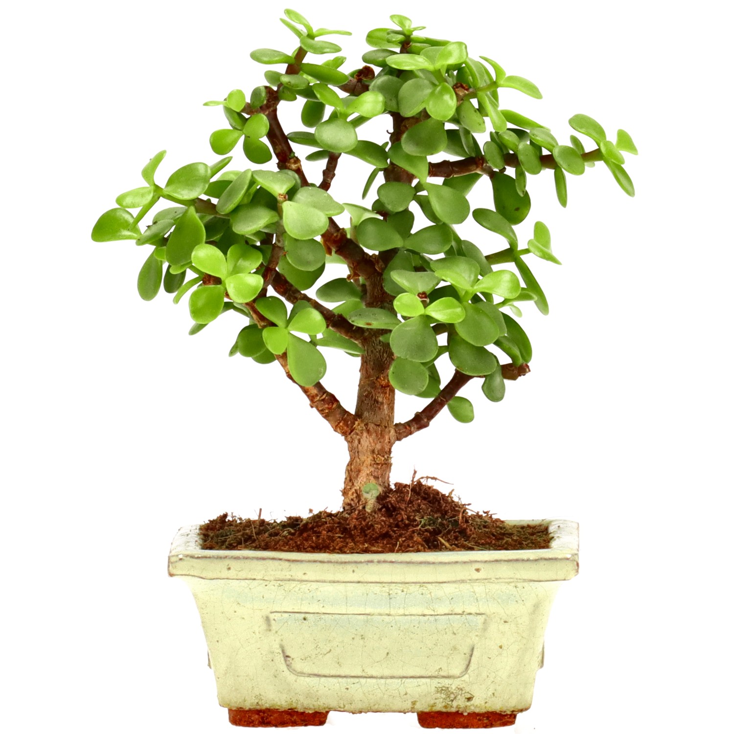 Cespuglio di Elefante, ca. 5 anni (15 cm)