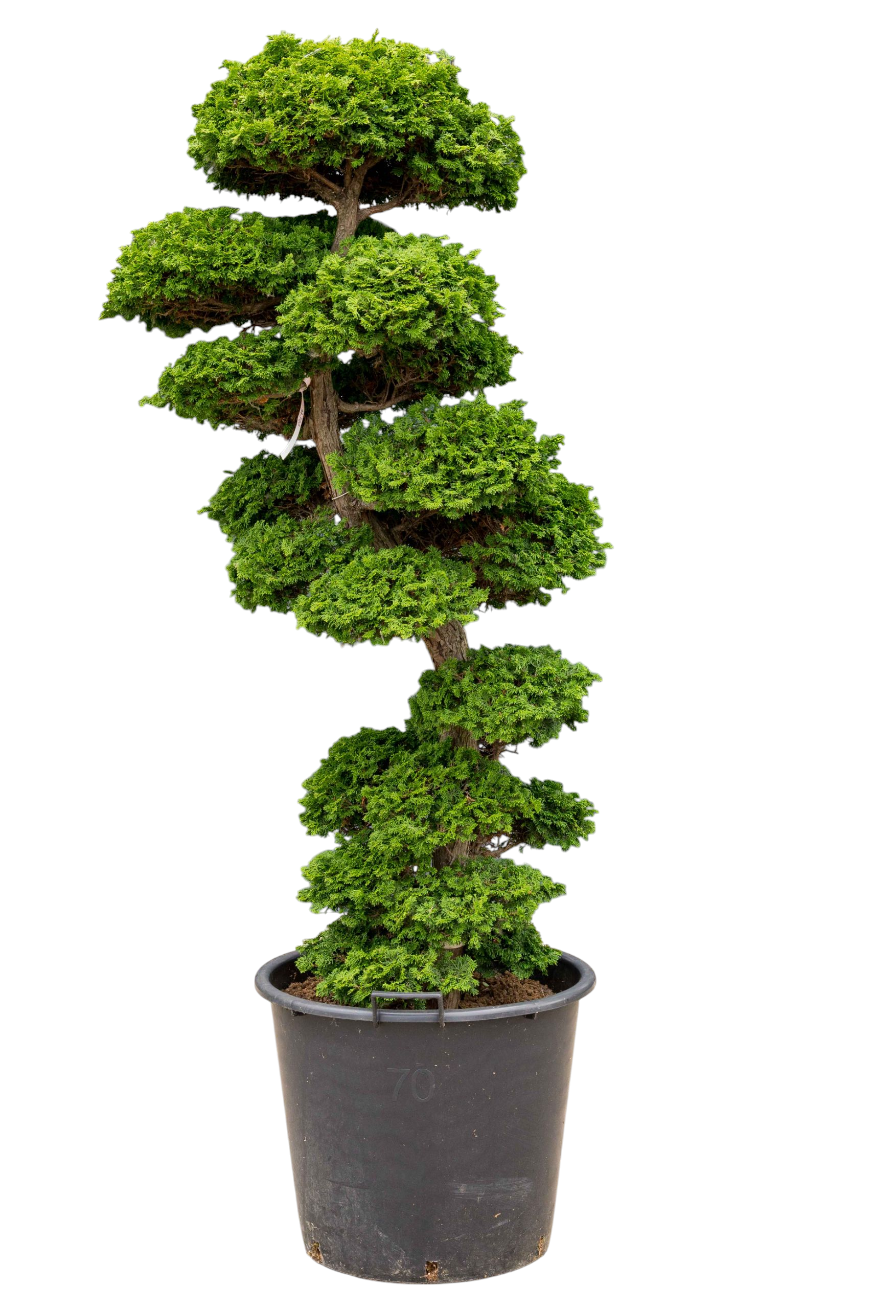 bonsai.fallbackImageTitle