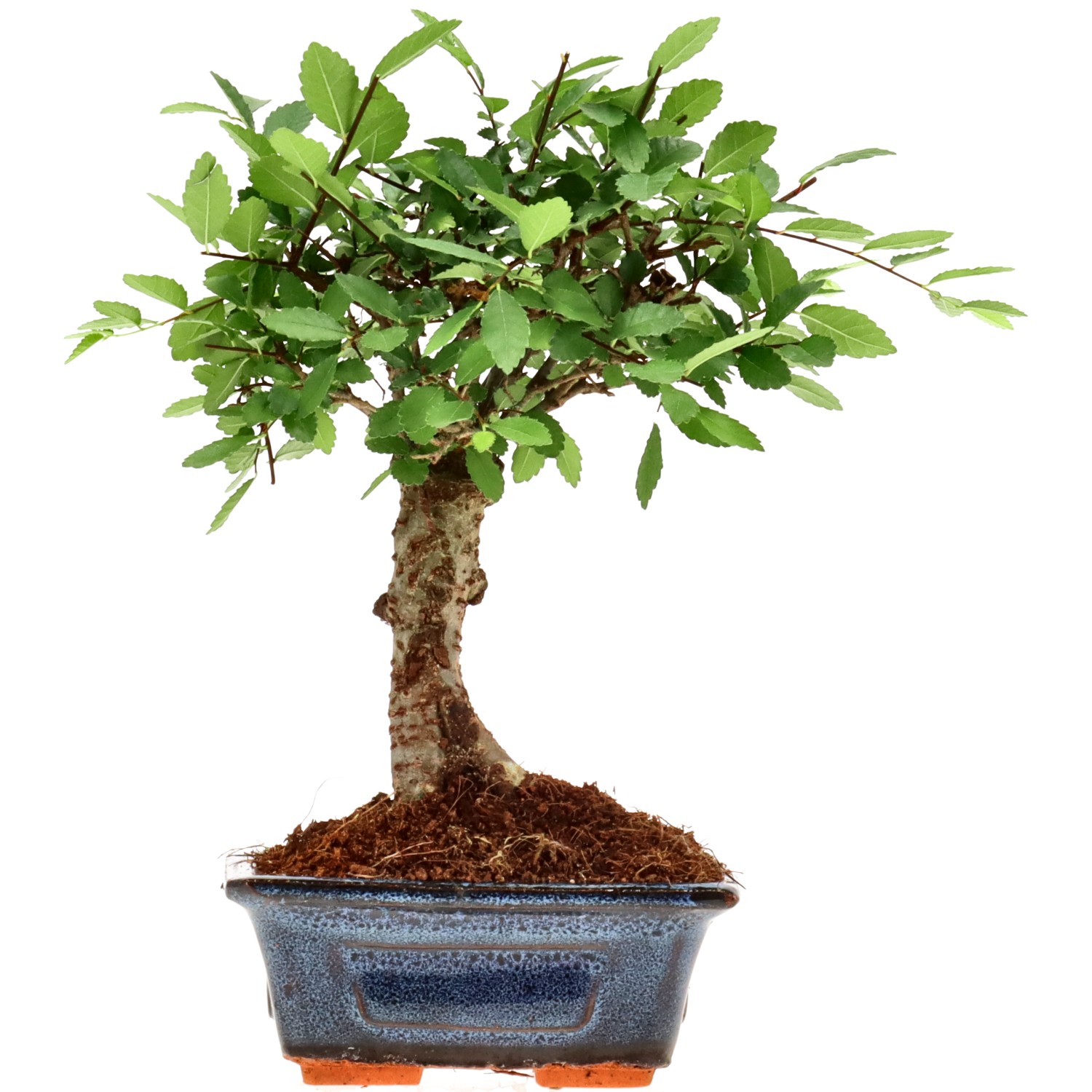 Orme de Chine, env. 6 ans (21 cm)