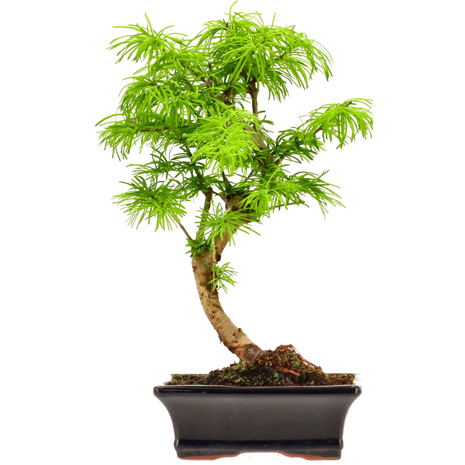 Falso alerce dorado, aprox. 10 años (32 cm)