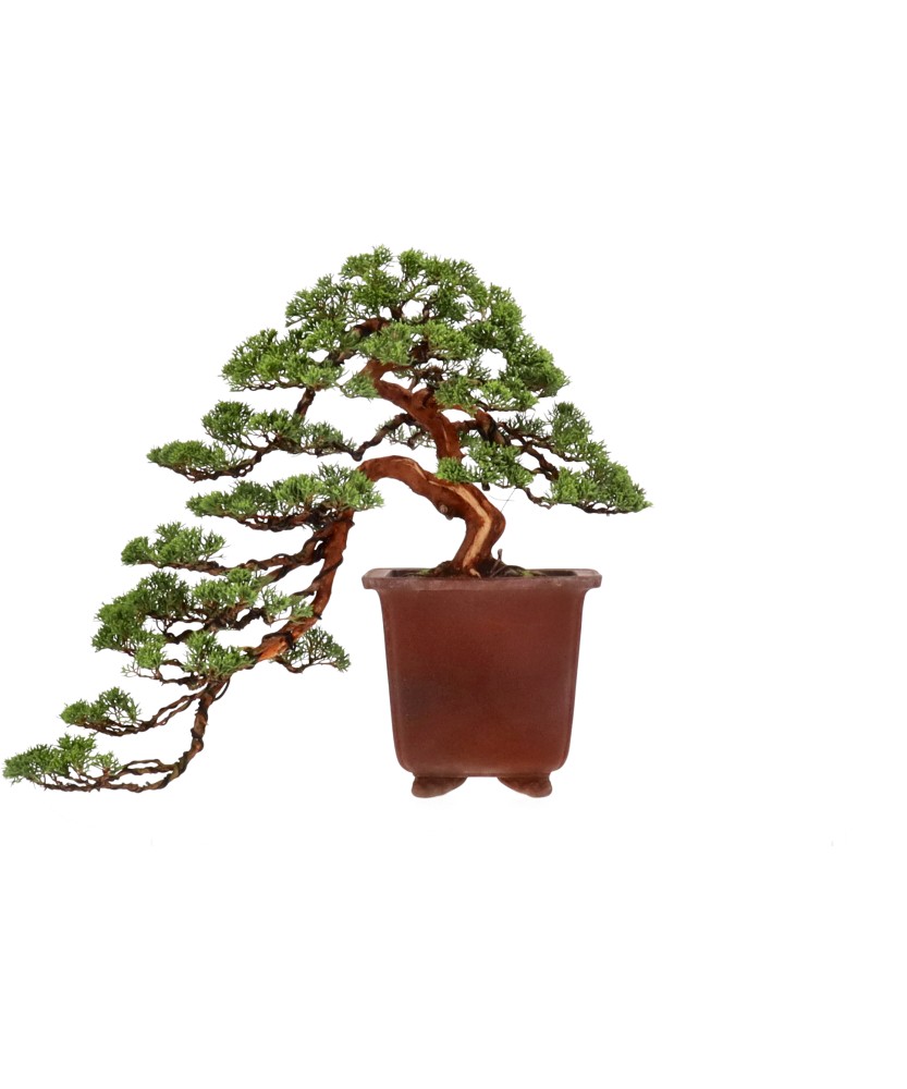 bonsai.fallbackImageTitle bonsai.fallbackImageTitle