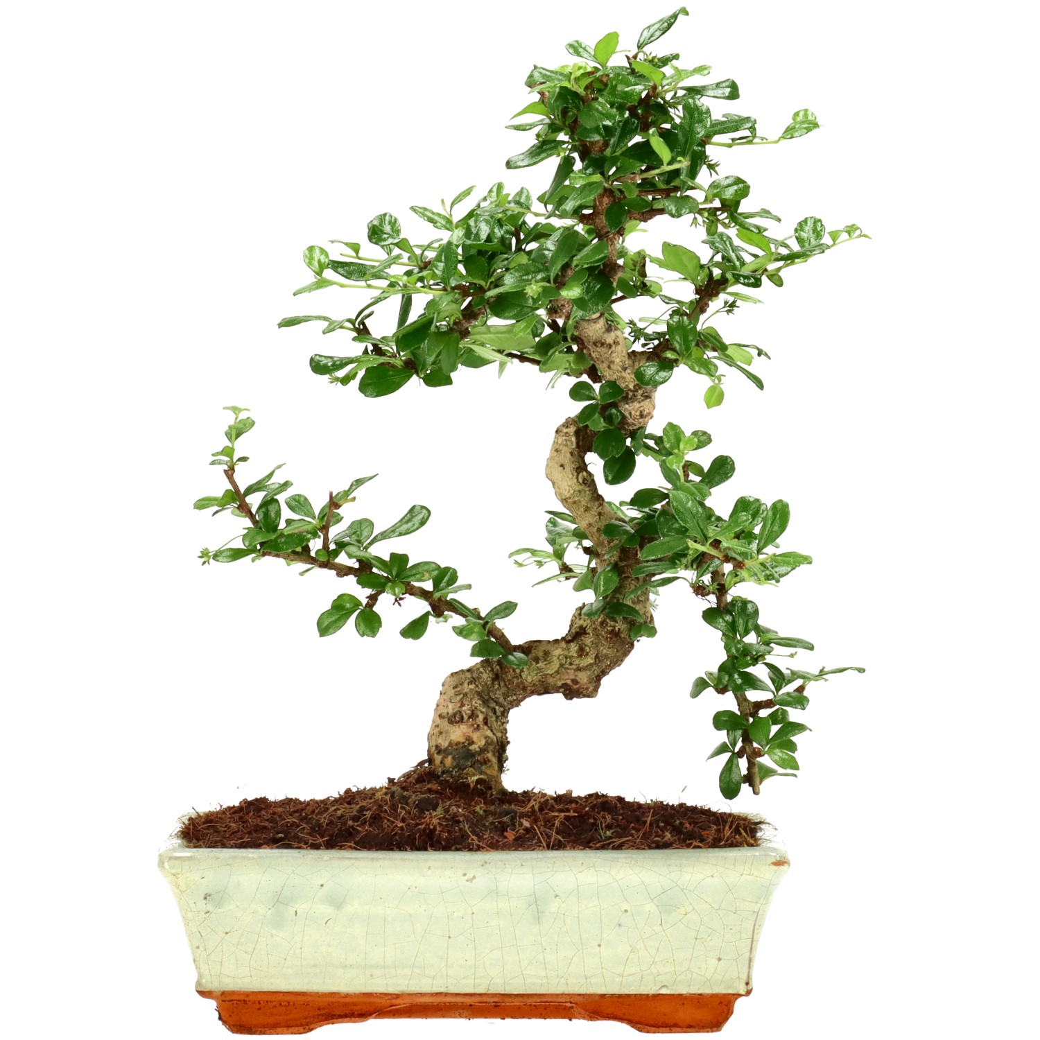 Árbol del Té de fukien, aprox. 12 años (32 cm)