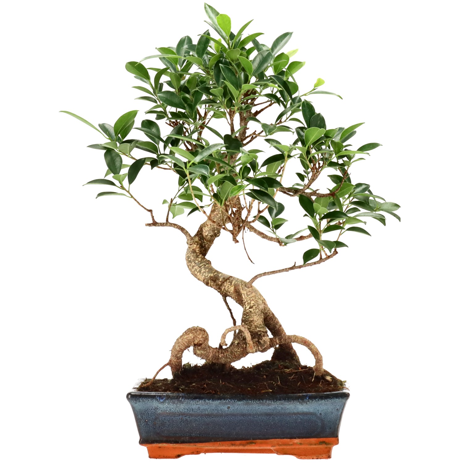 Vijgenboom, ca. 14 j. (39 cm)