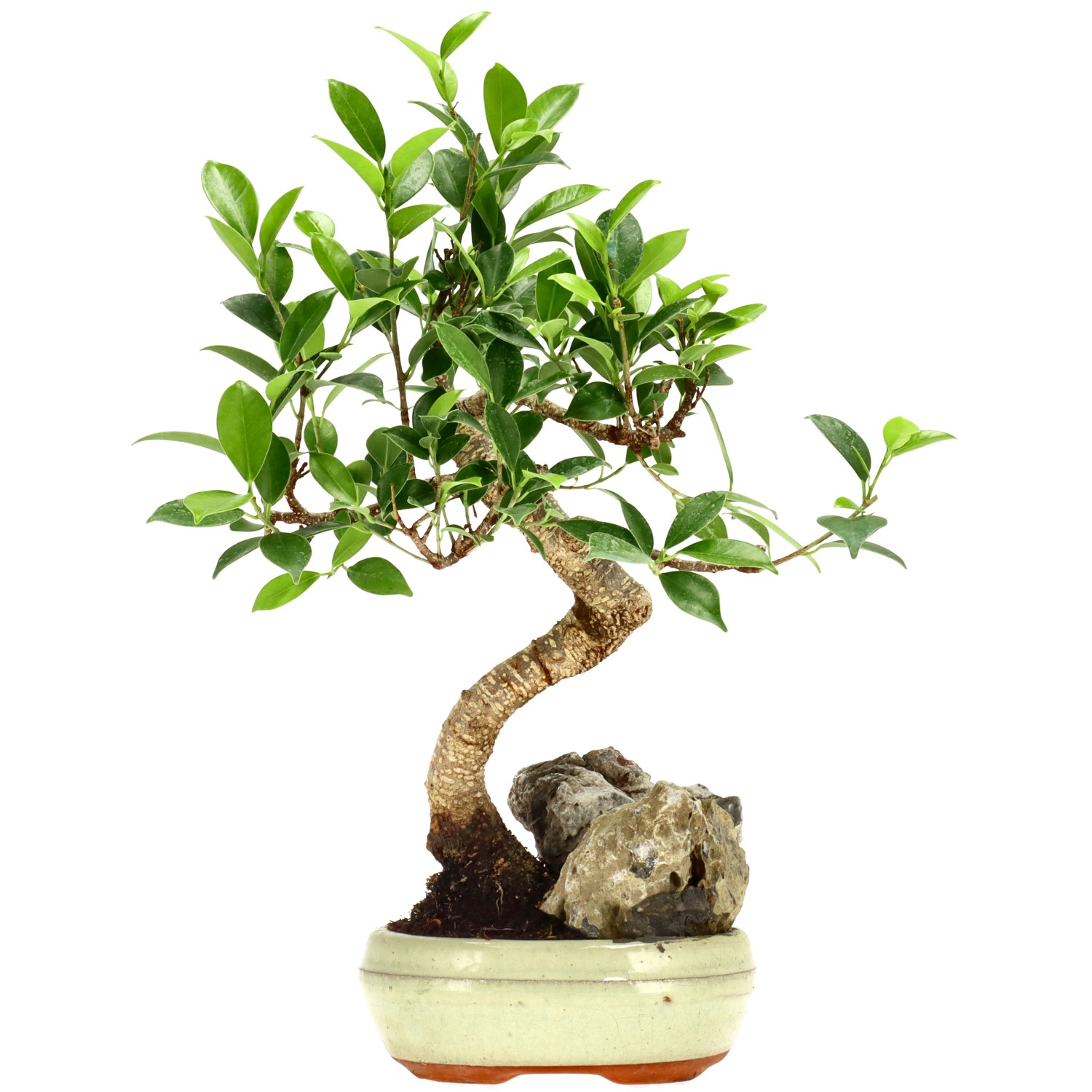 Chin. Feigenbaum (Retusa), ca. 9 J. (34 cm)