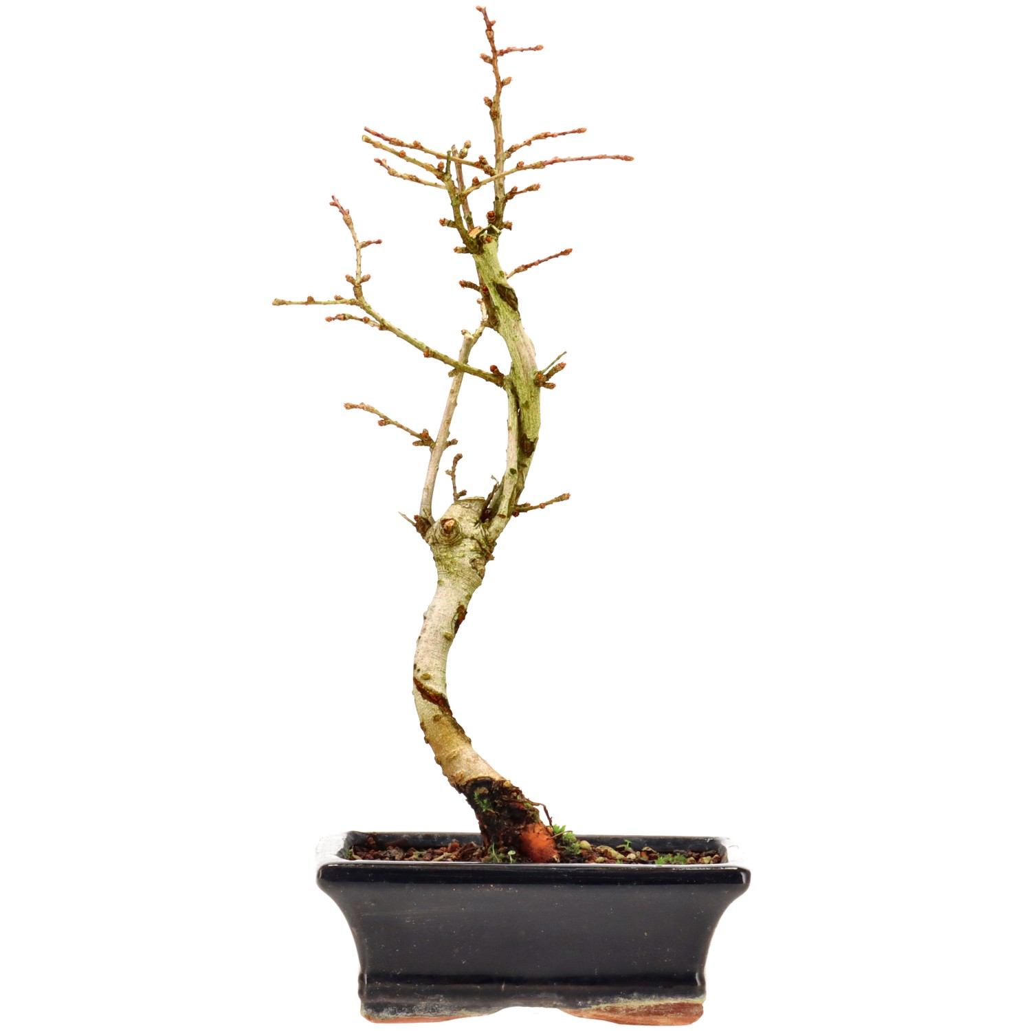 Golden Larch, approx. 7 y. (30 cm)