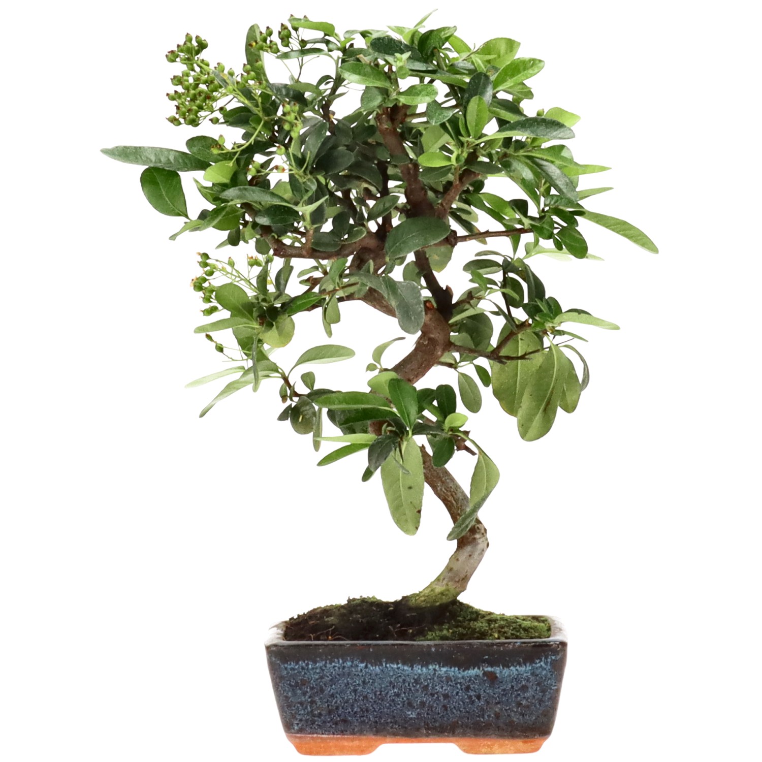 Pyracantha coccinea, env. 7 ans (30 cm)