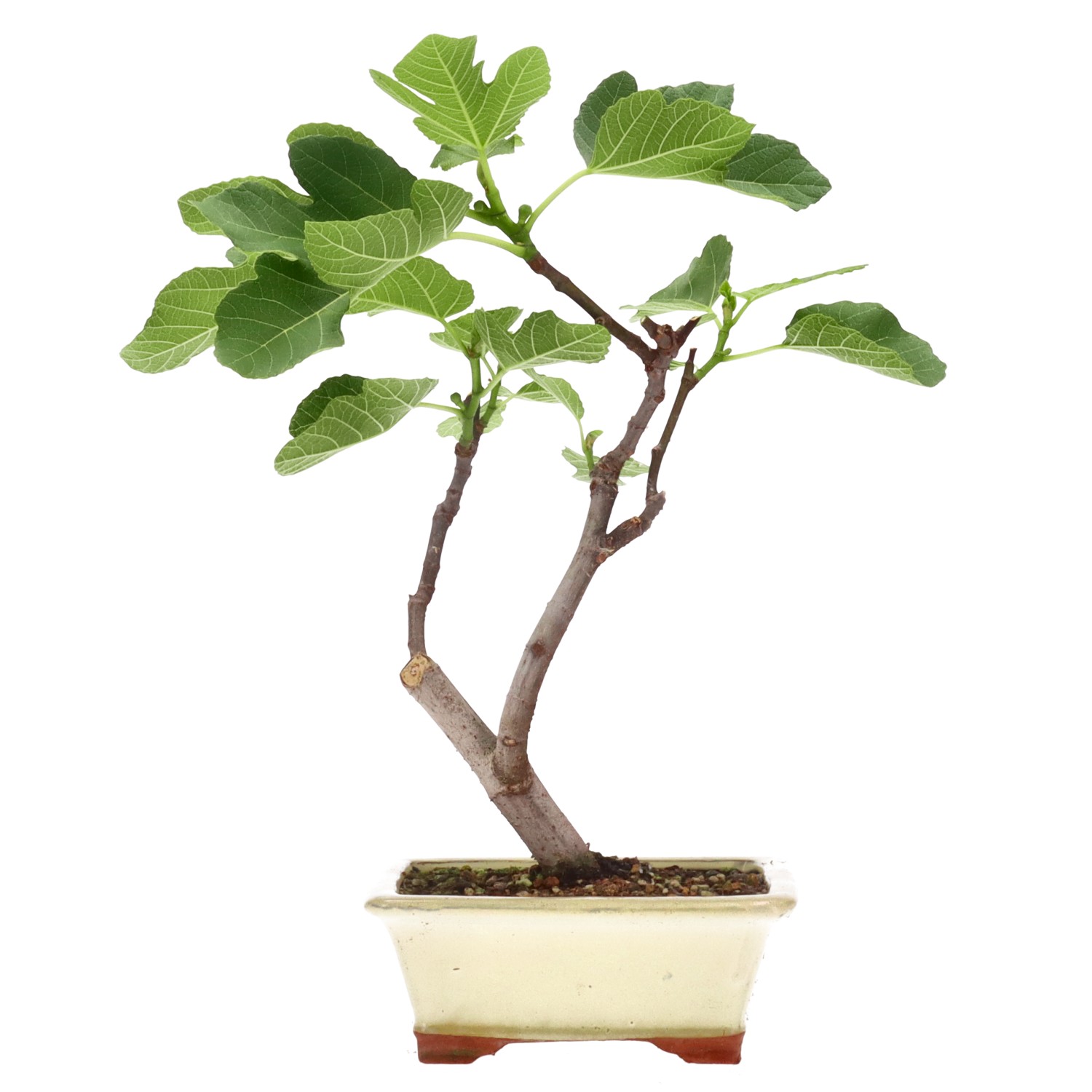 Ficus carica, ca. 7 anni (33 cm)