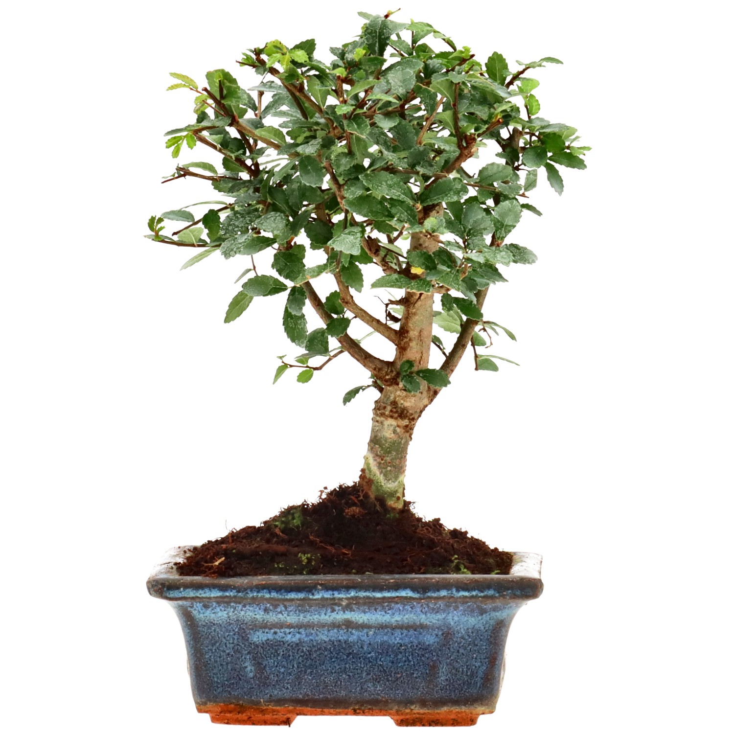 Olmo cinese, ca. 6 anni (17 cm)