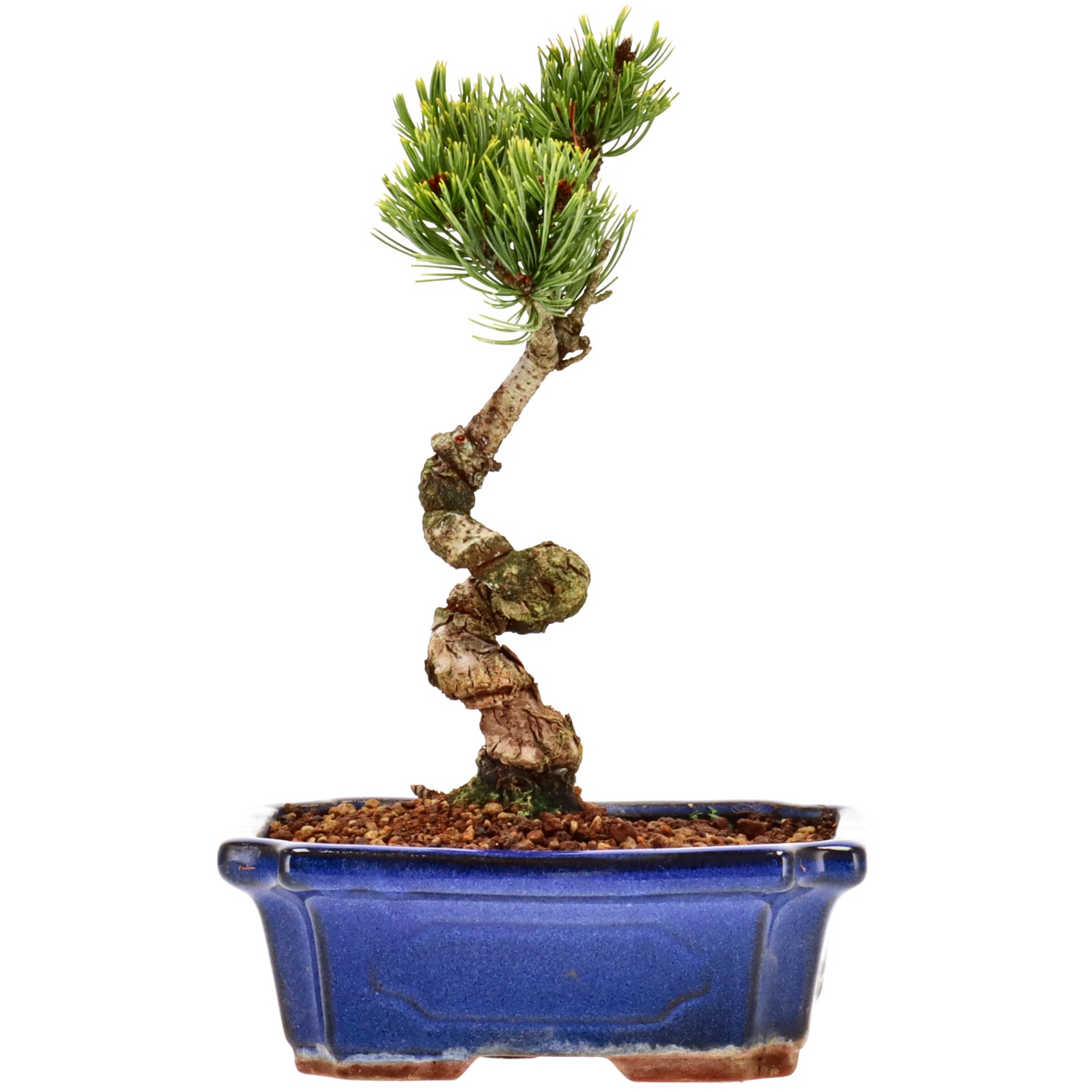 Pin blanc du Japon, env. 11 ans (22 cm)