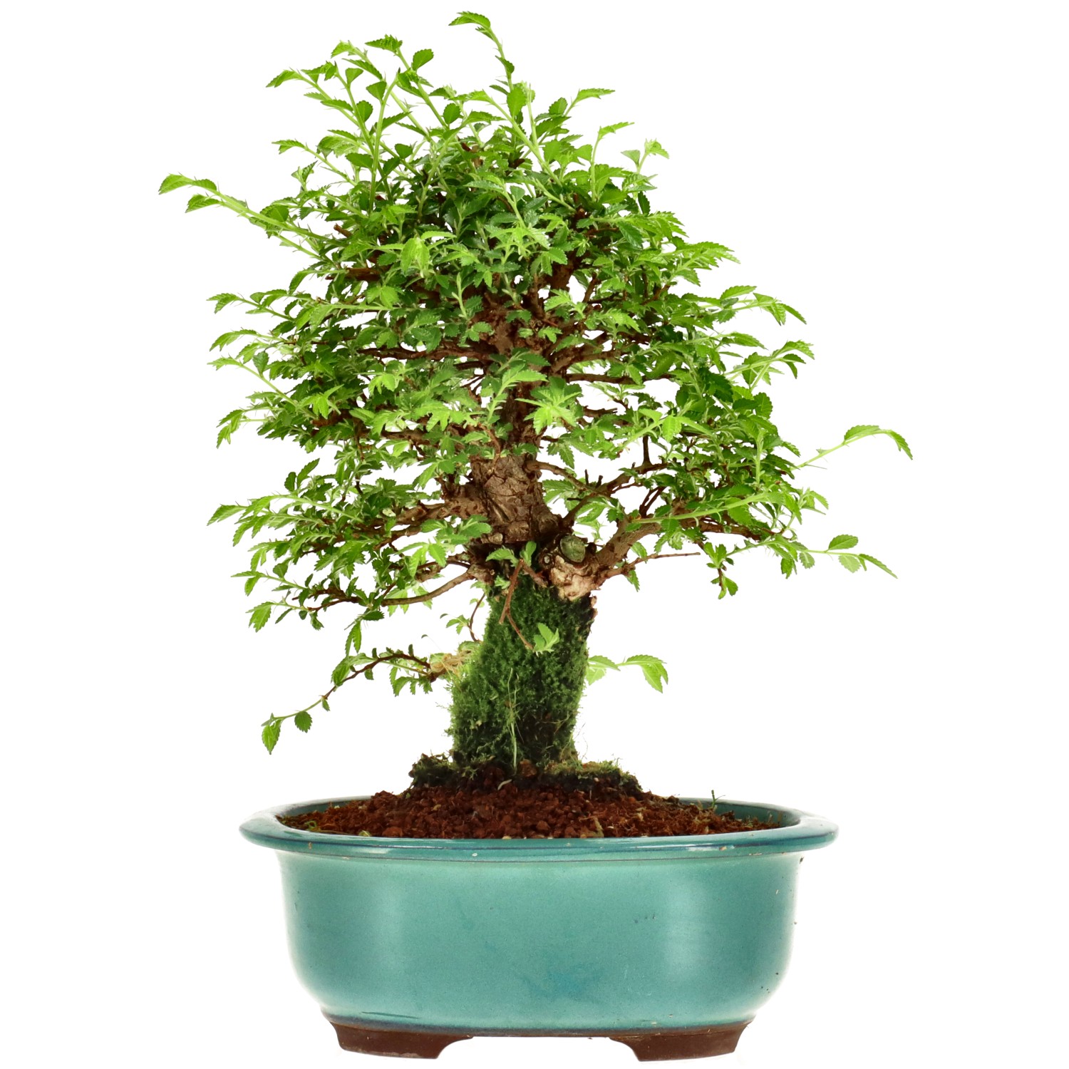 Orme du Japon, env. 14 ans (23 cm)