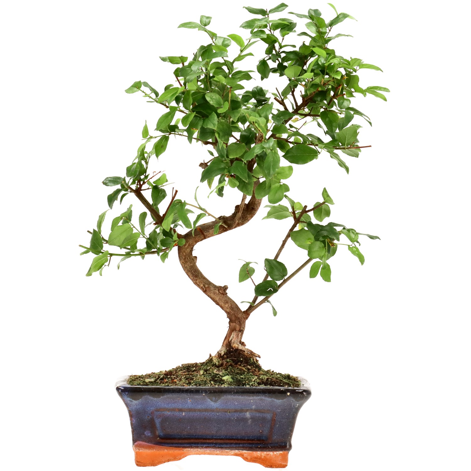 Sageretia theezans, ca. 9 anni (29 cm)