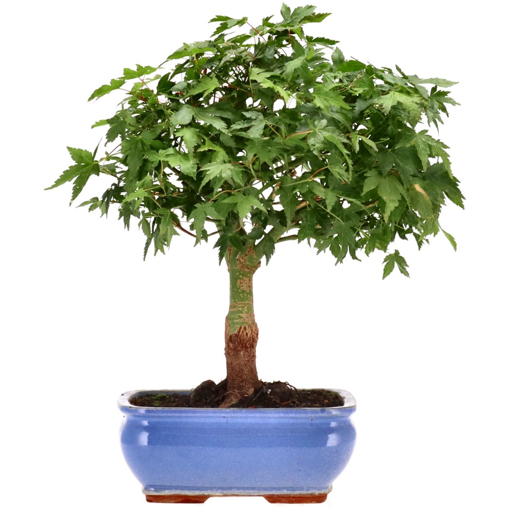 Jap. Maple (Little Princess), approx. 12 y. (32 cm)