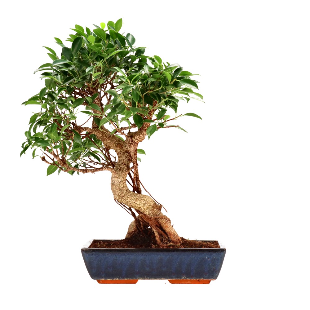 bonsai.fallbackImageTitle bonsai.fallbackImageTitle