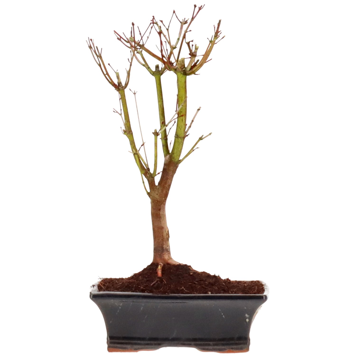 Acero palmato (Katsura), ca. 10 anni (31 cm)