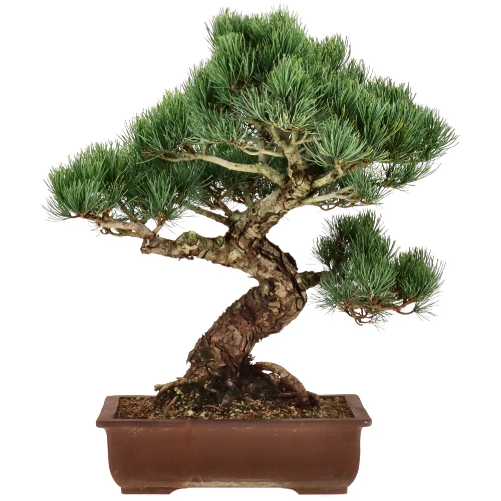 Pin blanc du Japon, env. 32 ans (45 cm)