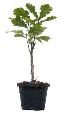 Eiche, ca. 2 J. (15-35 cm) bonsai.fallbackImageTitle