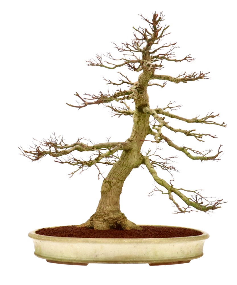 Jap. Fächerahorn, ca. 50 J. (68 cm) Jap. Fächerahorn, ca. 50 J. (68 cm)