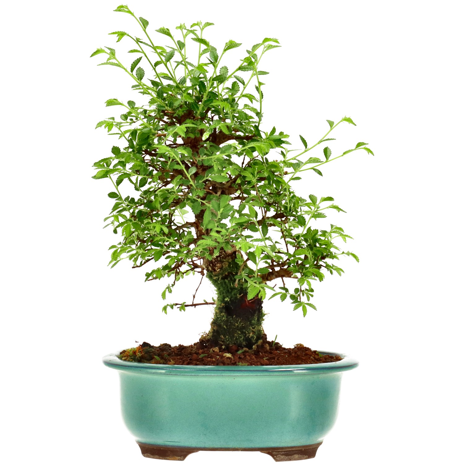 Orme du Japon, env. 14 ans (24 cm)