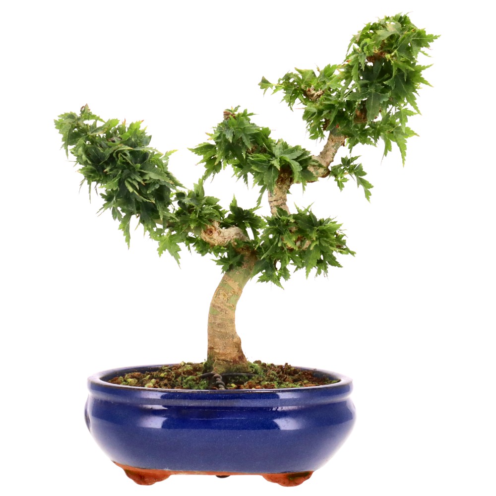 bonsai.fallbackImageTitle