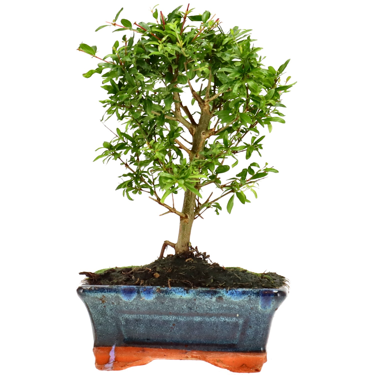 Melograno, ca. 6 anni (21 cm)