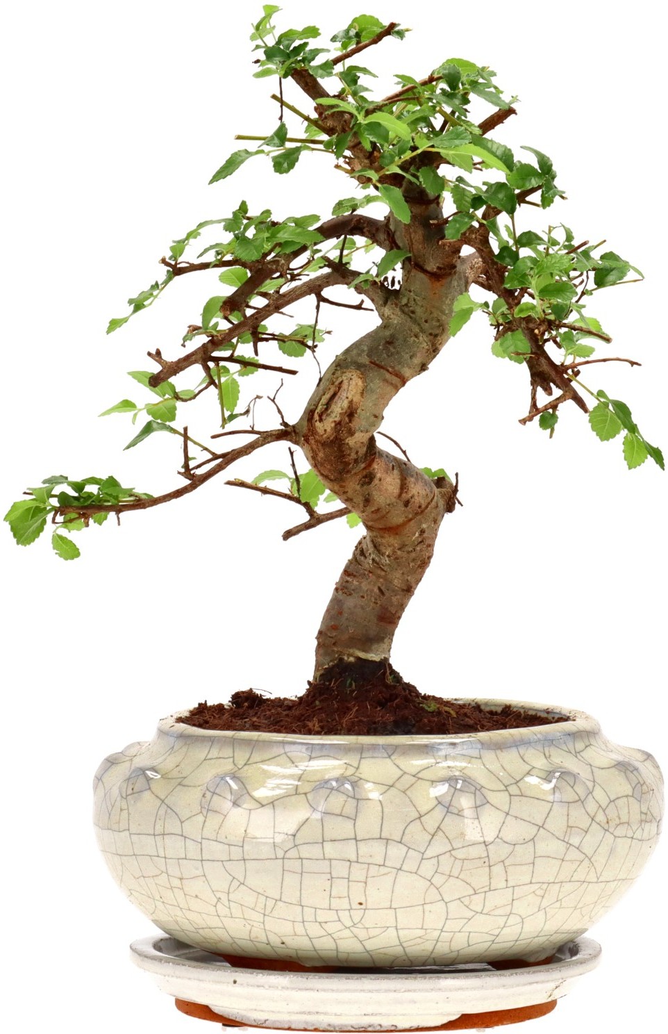 [Z037] Chinese, kleinbladige iep, ca. 10 jaar