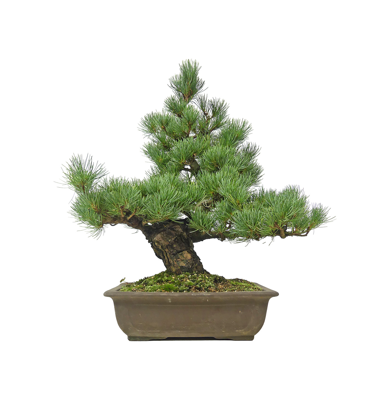 bonsai.fallbackImageTitle bonsai.fallbackImageTitle