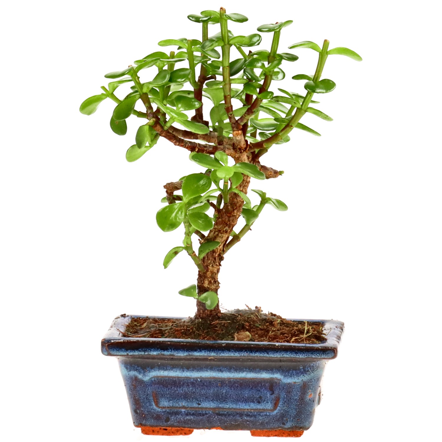 Árbol de la abundancia, aprox. 5 años (17 cm)