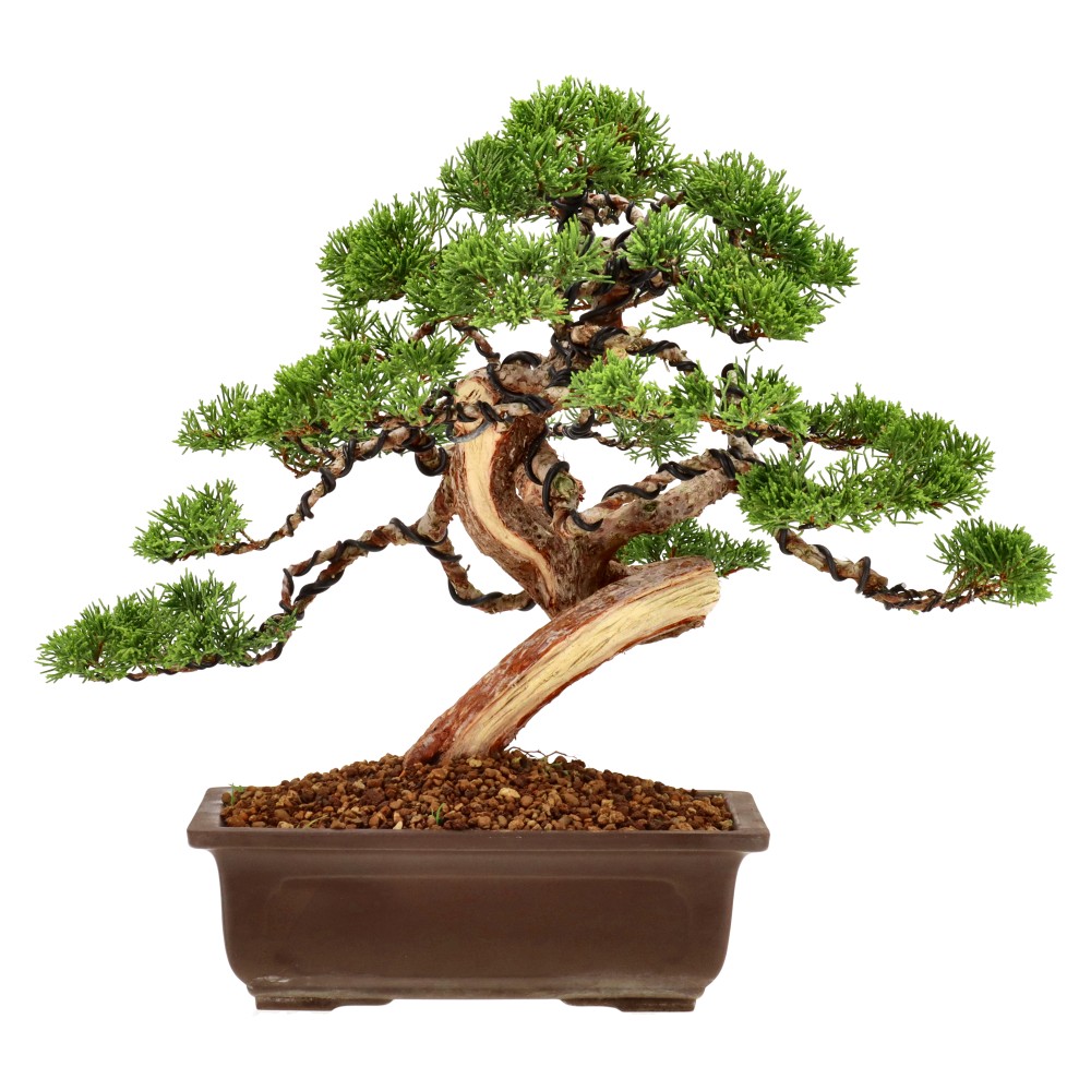 Chin. Wacholder, ca. 25 J. (30 cm) Chin. Wacholder, ca. 25 J. (30 cm)