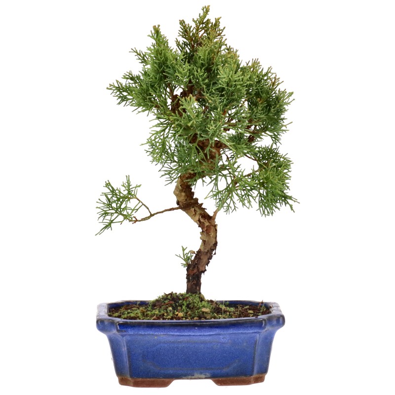 Chin. Wacholder, ca. 9 J. (30 cm) bonsai.fallbackImageTitle