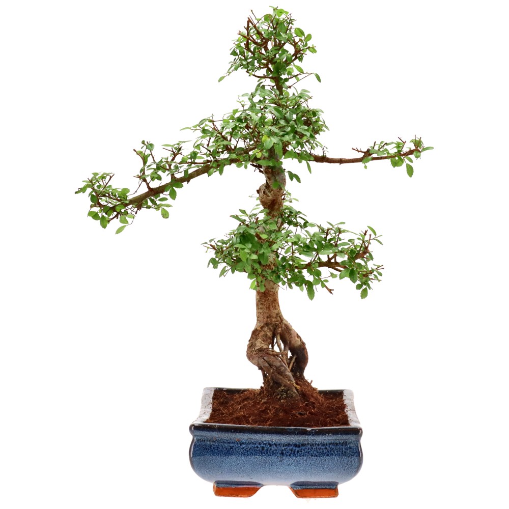 bonsai.fallbackImageTitle