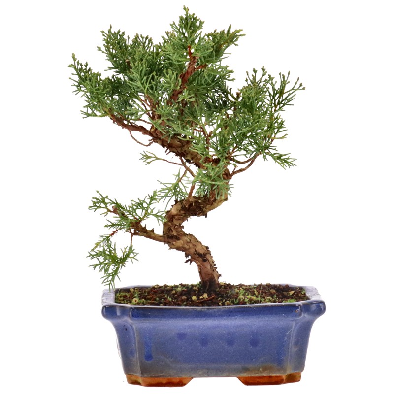 Chin. Wacholder, ca. 9 J. (27 cm) bonsai.fallbackImageTitle