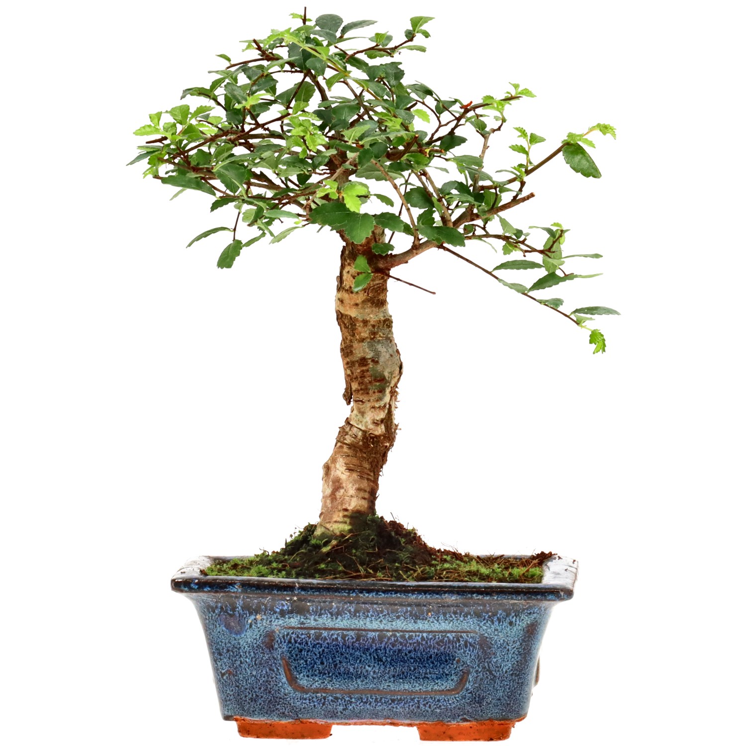 Chin. Ulme, ca. 6 J. (18 cm)