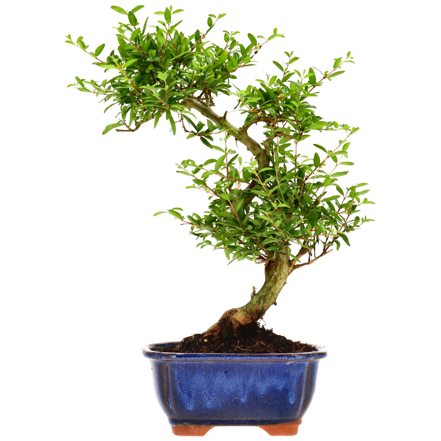 Grenadier commun, env. 9 ans (31 cm)