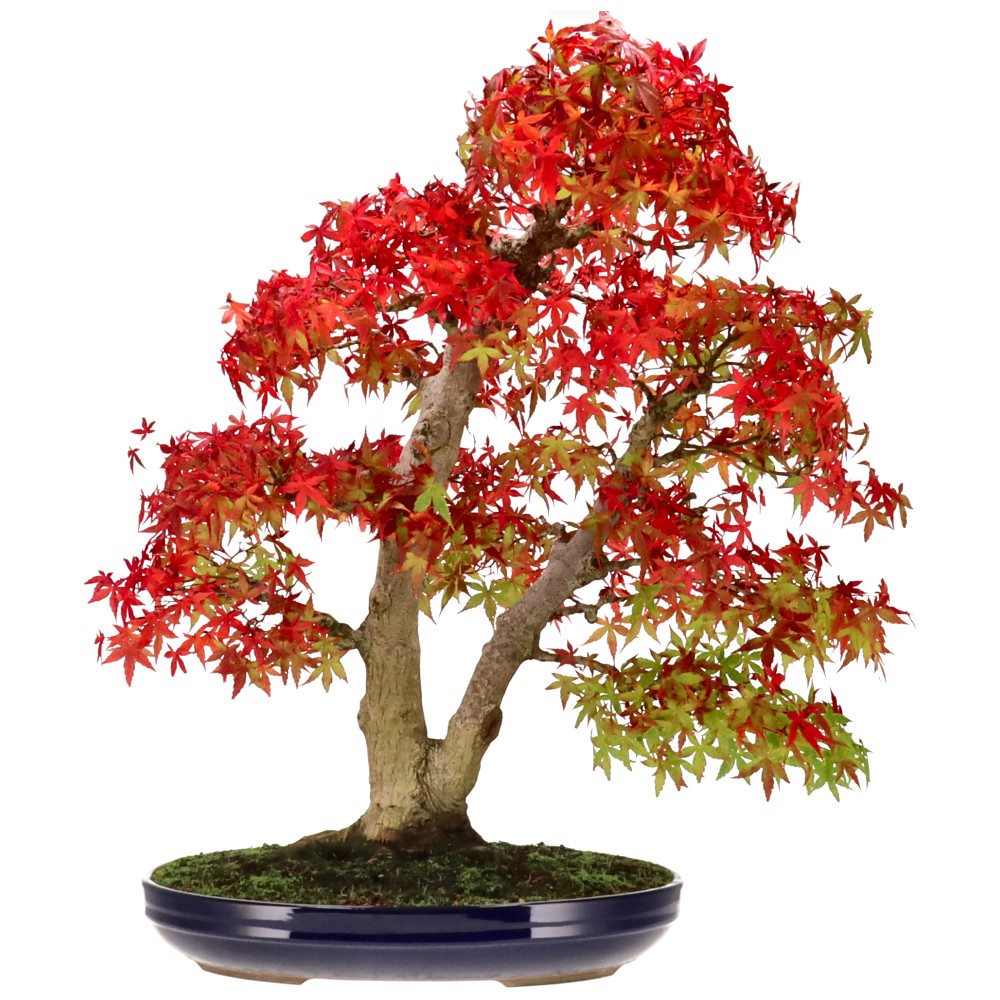 Jap. Fächerahorn, ca. 35 J. (71 cm) Jap. Fächerahorn, ca. 35 J. (71 cm)