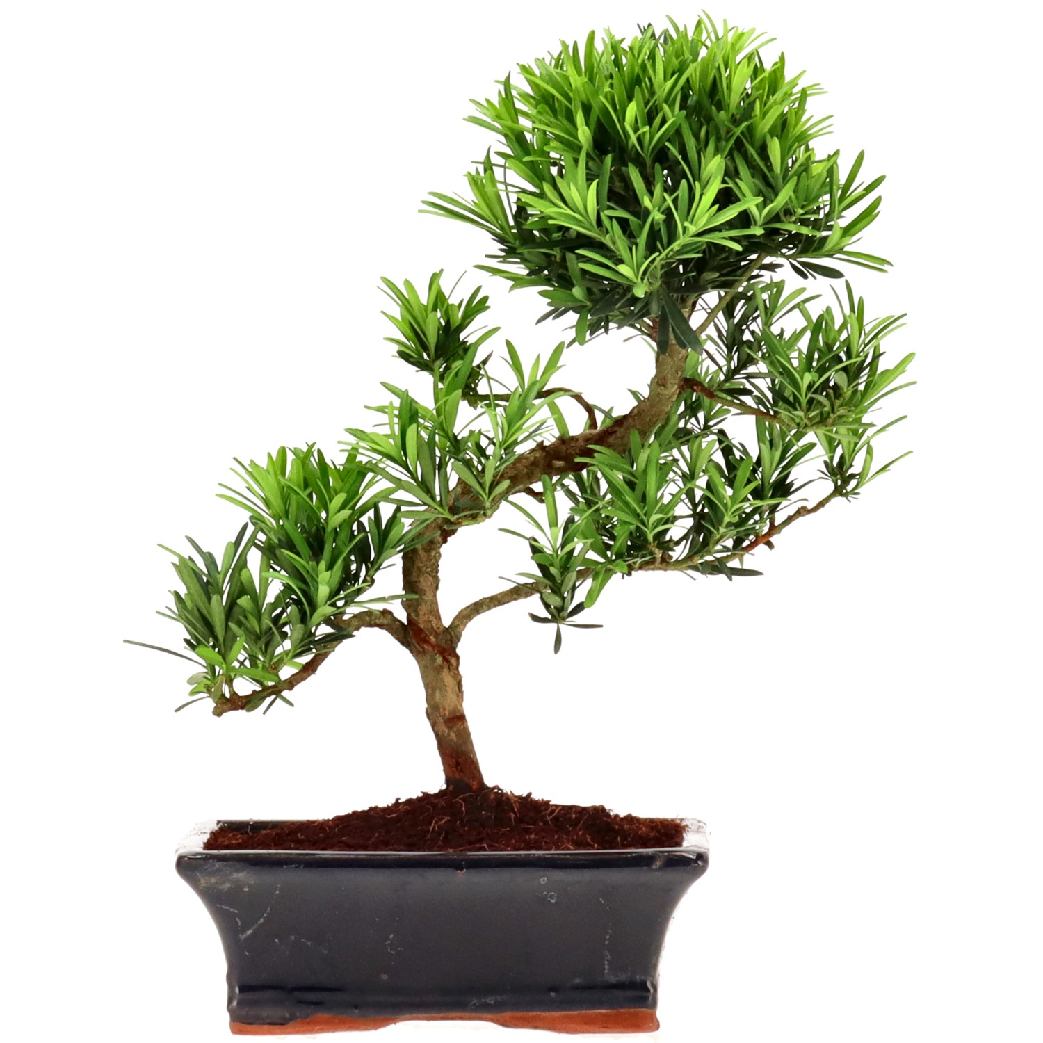 Chin. Steineibe, ca. 10 J. (31 cm)