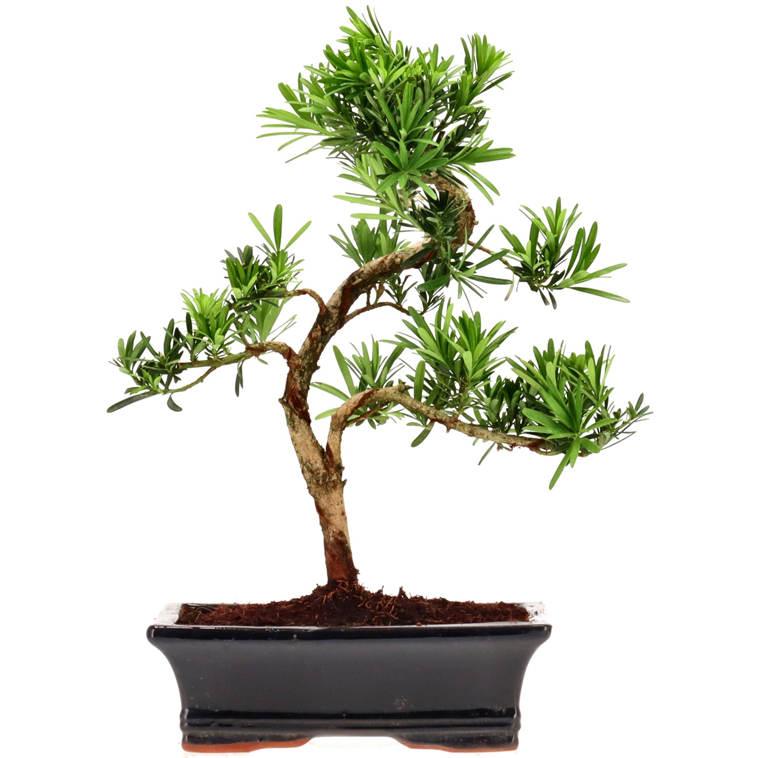 Chin. Steineibe, ca. 12 J. (36 cm)