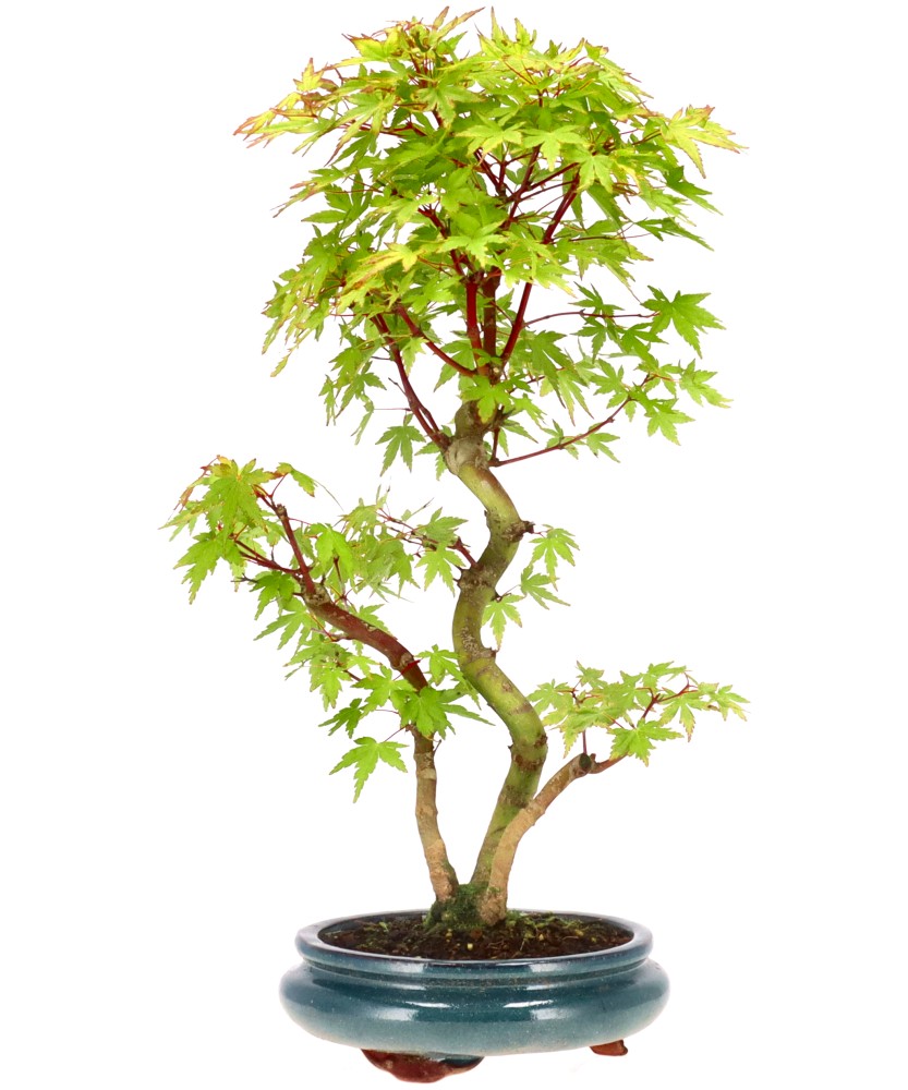 bonsai.fallbackImageTitle bonsai.fallbackImageTitle