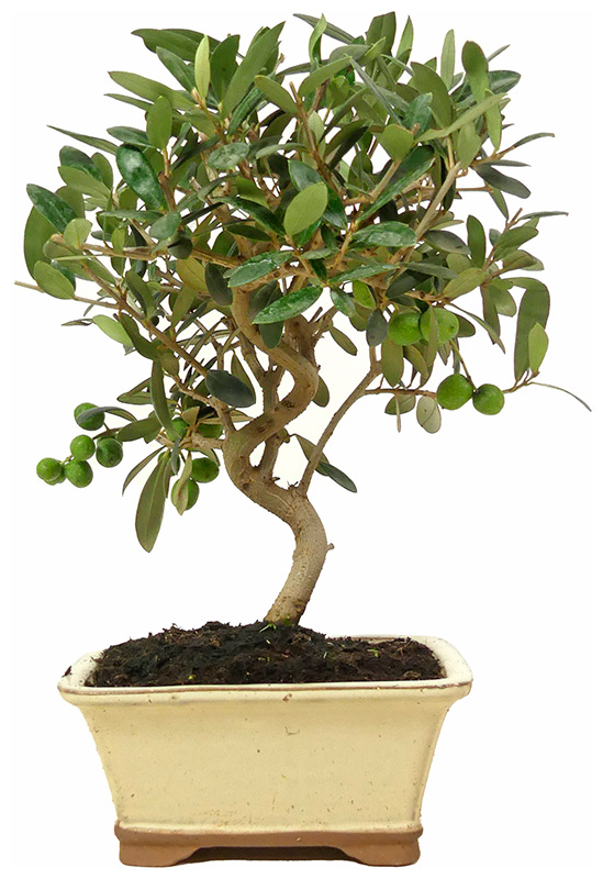 [K016] Olive tree, approx. 8 years