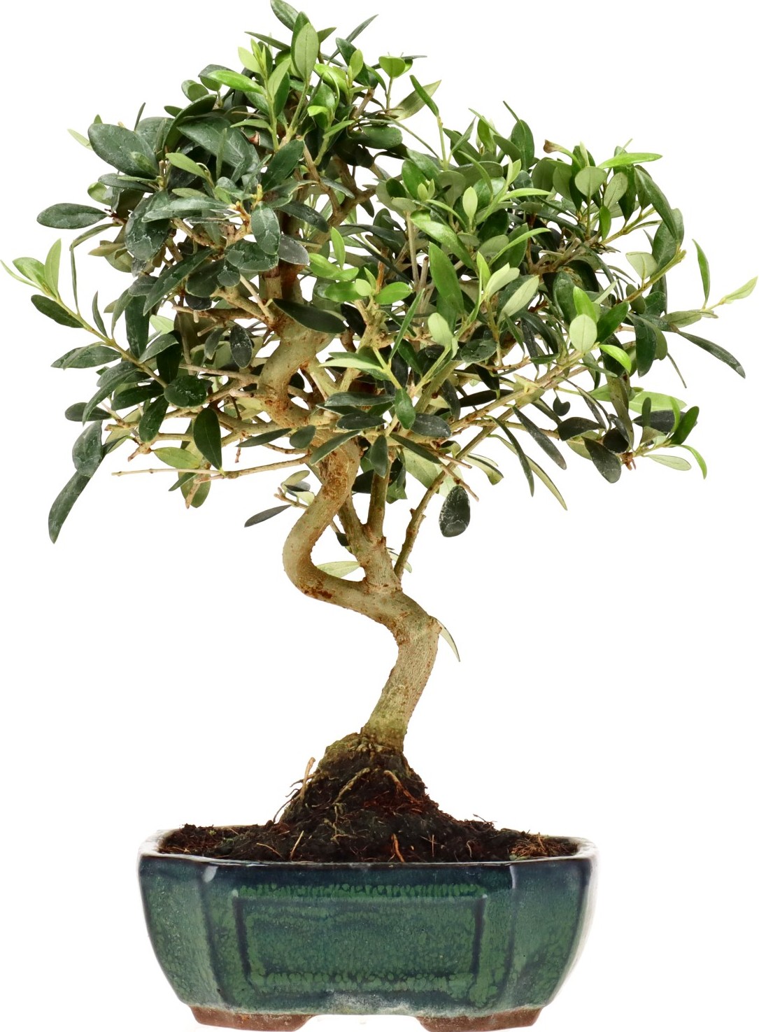 [K016] Olea europaea, ca. 10 anni