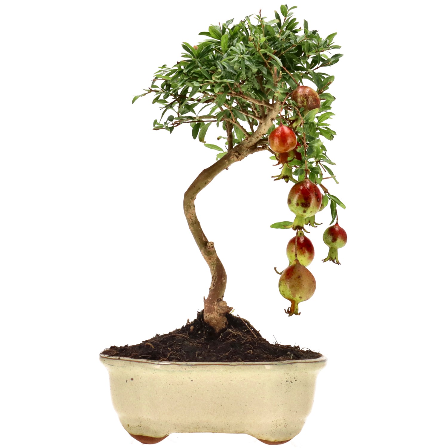 Grenadier commun, env. 8 ans (27 cm)